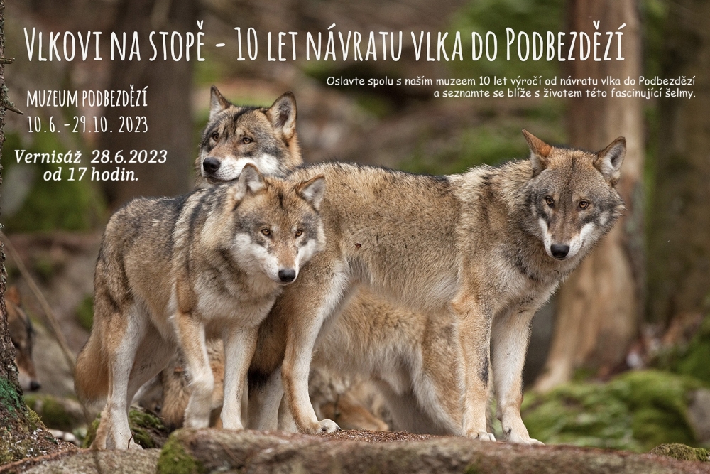 Vlkovi na stopě - deset let od návratu vlka do Podbezdězí | Muzeum Podbezdězí