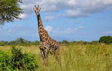 Zanzibar a tanzánské safari | Mělnické kulturní centrum
