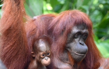 Borneo krásné i drsné | Mělnické kulturní centrum