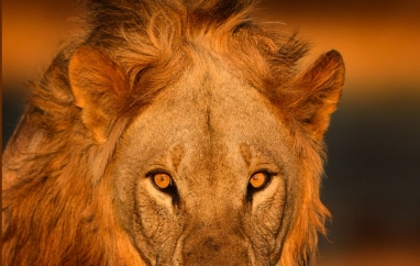 SAFARI – africká dobrodružství fotografa Petra Slavíka | Mělnické kulturní centrum
