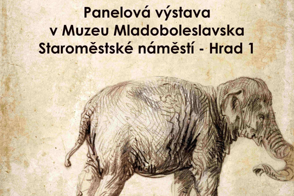 Rembrandtův slon v Mladé Boleslavi | Muzeum Mladoboleslavska