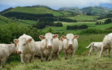 Pěšky po Azorských ostrovech | Mělnické kulturní centrum