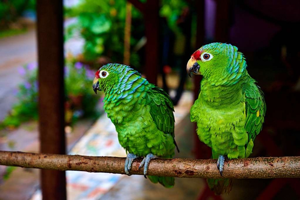 Dobrodružství Panama – pozemským rájem, který objevil Kryštof Kolumbus | Mělnické kulturní centrum