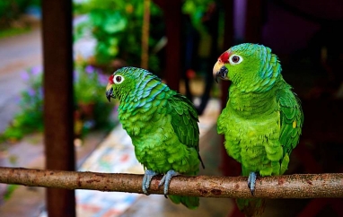 Dobrodružství Panama – pozemským rájem, který objevil Kryštof Kolumbus | Mělnické kulturní centrum